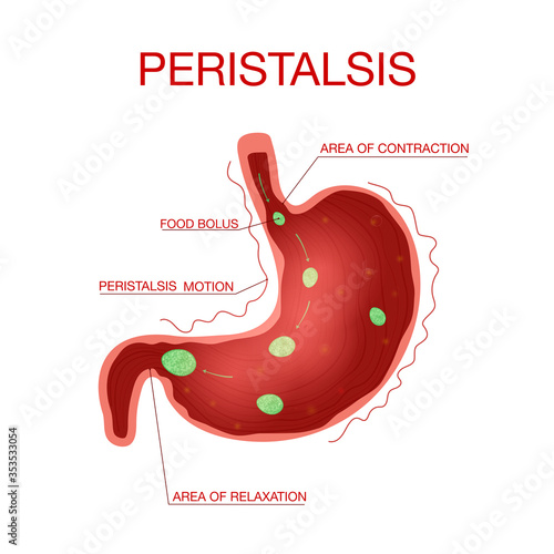 Peristalsis, carries the bolus by the esophagus.Vector illustration for medical, biological, educational. photo