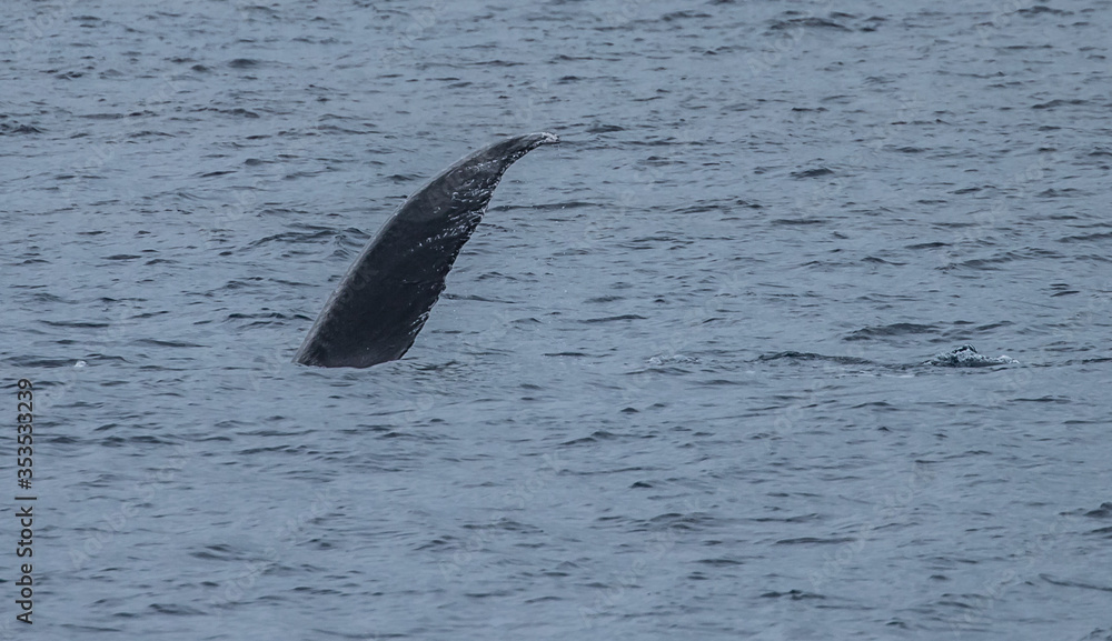 Fototapeta premium humpback whale watching in Atlantic Ocean