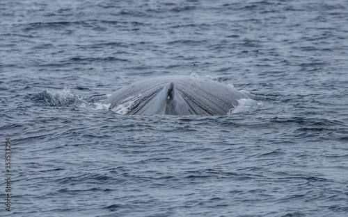 humpback whale watching in Atlantic Ocean