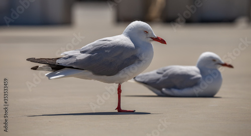 Two sleeping seagulls on concrete. One is standing in the foreground. The second one is in soft focus and is sitting in the background. 