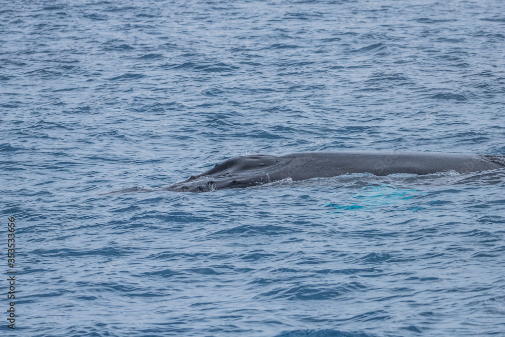 humpback whale watching in Atlantic Ocean humpback whale watching in Atlantic Ocean