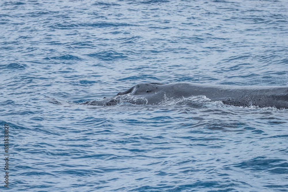 Obraz premium humpback whale watching in Atlantic Ocean