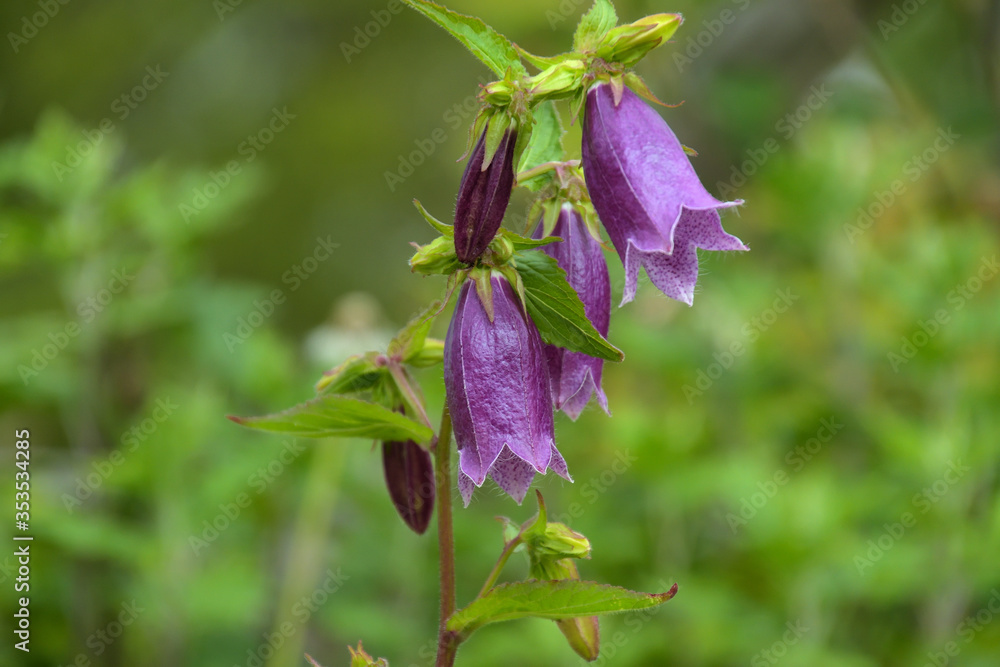 釣鐘のような形をした赤紫色の花を連ねるホタルブクロ Stock Foto Adobe Stock