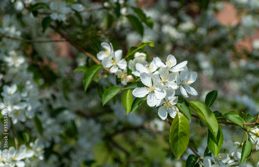 Apple branches covered with white flowers in spring. Beautiful appletree in bloom. Flower buds, close up. selective focus.The concept of revival of the nature after winter