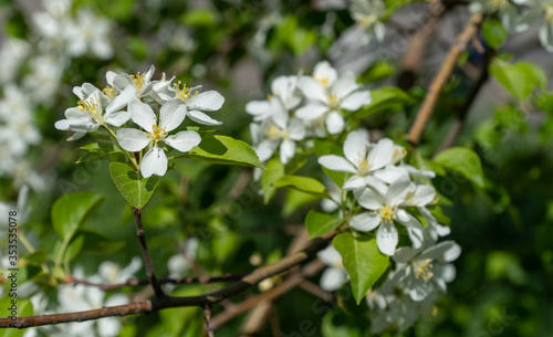 Apple branches covered with white flowers in spring. Beautiful appletree in bloom. Flower buds, close up. selective focus.