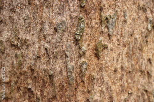 close up view of surface of  a tree
