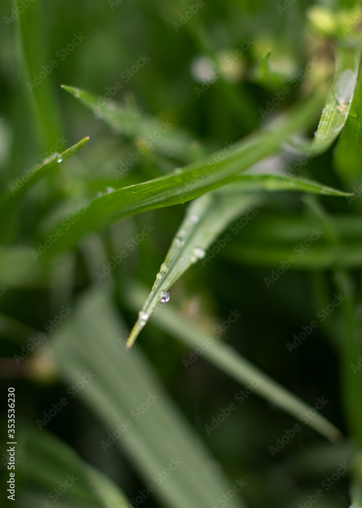 dew on grass dew on grass