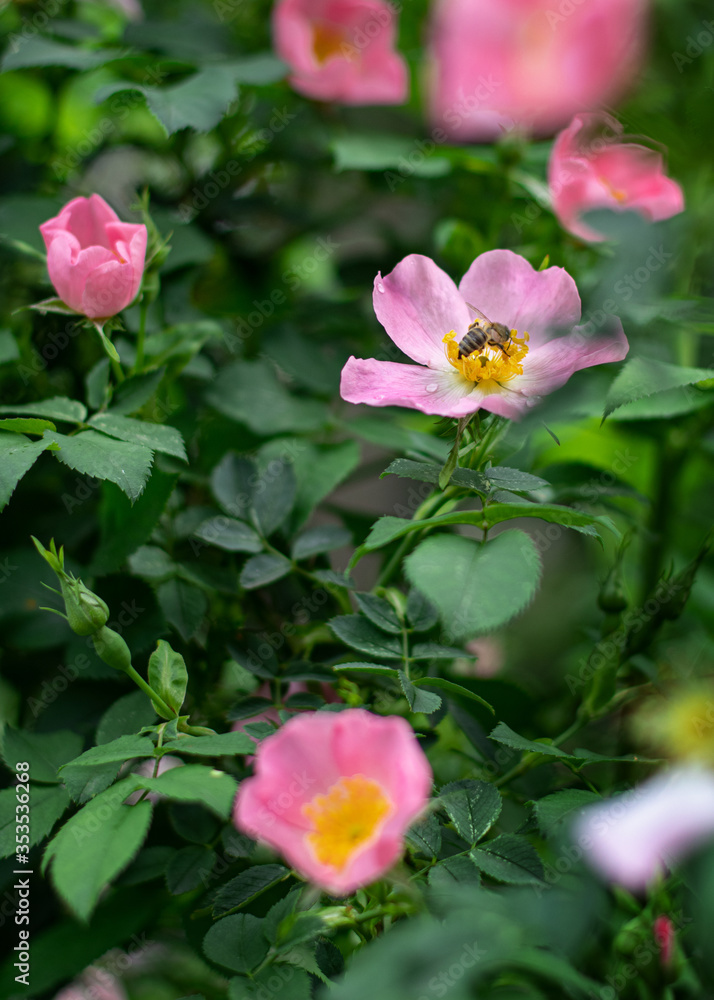 pink flowers in the garden pink flowers in the garden