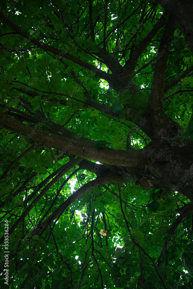 Obraz premium forest in the morning