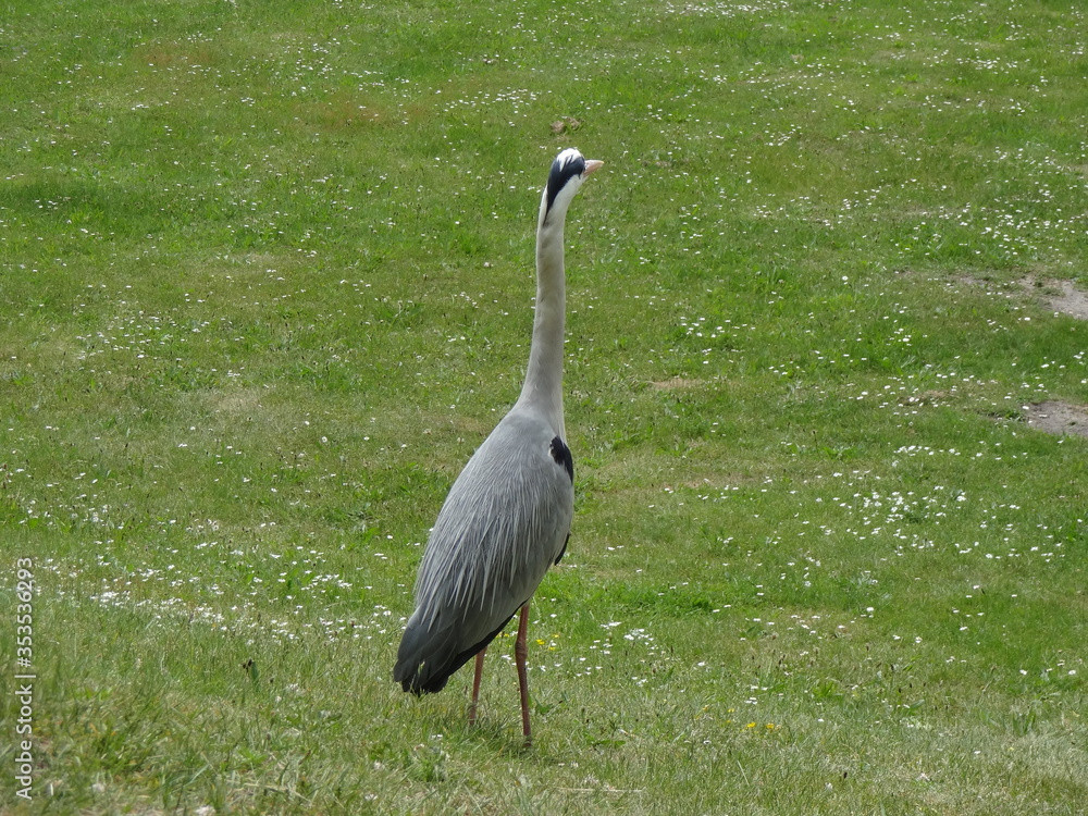 Fototapeta premium The grey heron in the Hague