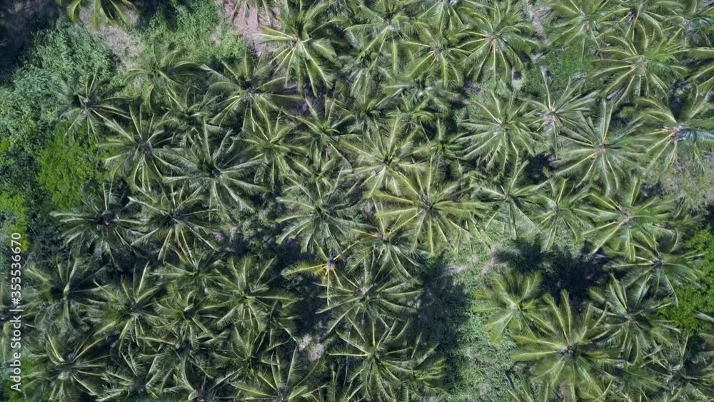 custom made wallpaper toronto digitalAerial drone top down orbiting shot of beautiful palm tree forest on Oahu, Hawaii.