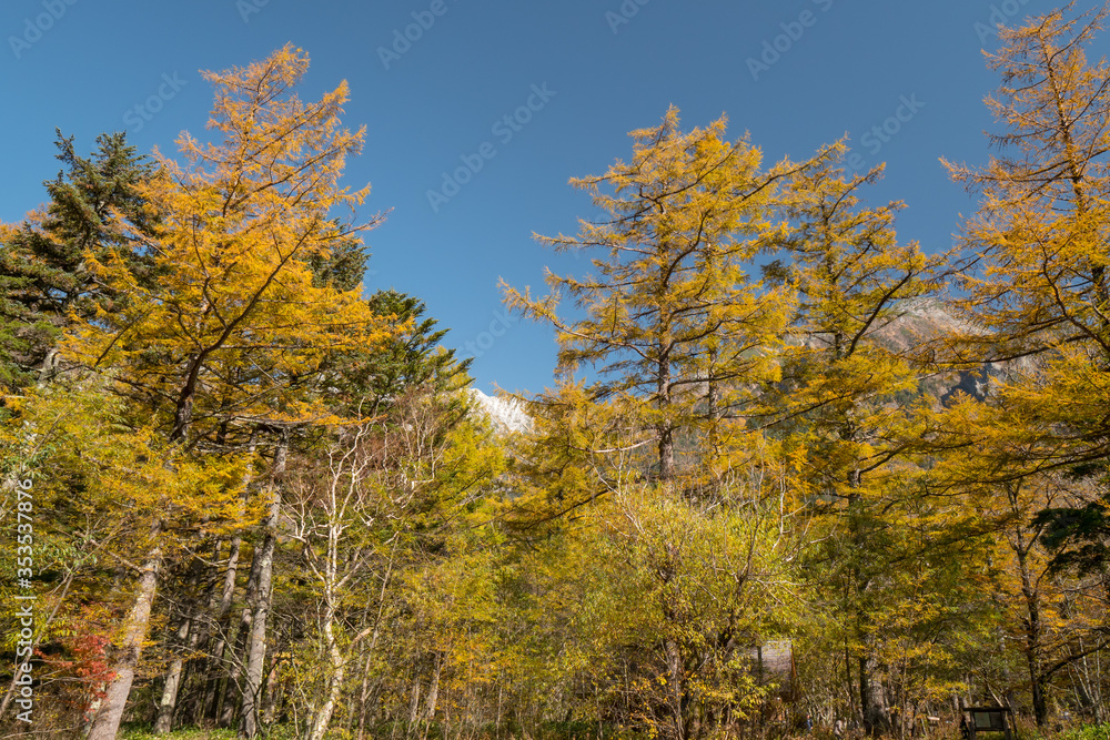 上高地・小梨平の紅葉 上高地・小梨平の紅葉