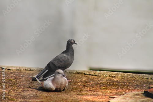 pigeon on the stone