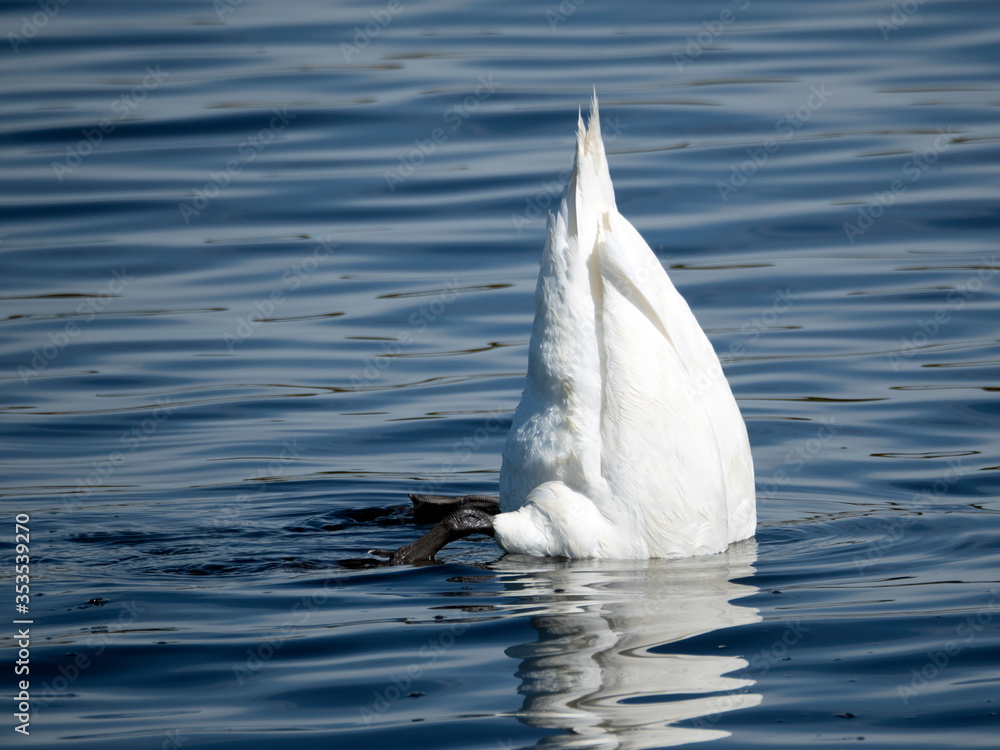 Obraz premium A white swan under water is looking for something to eat. Only half of the body is visible above the water surface.