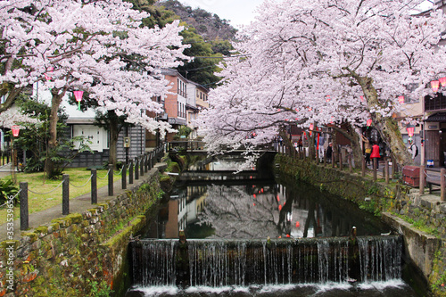 Sakura after the rain
