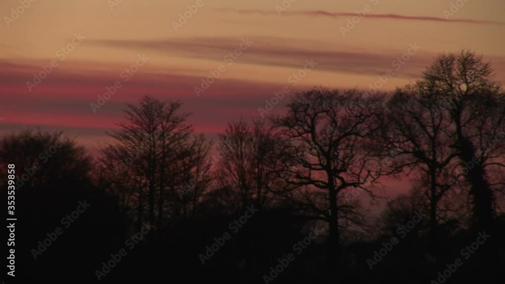 Crows and corvids flying in the evening winter sky over farmland of England UK Crows and corvids flying in the evening winter sky over farmland of England UK