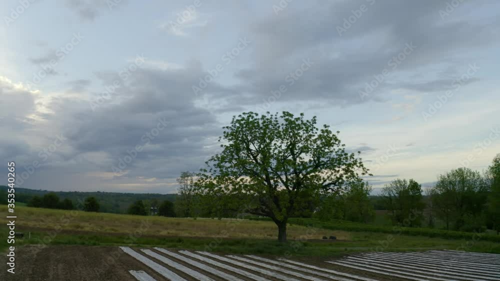 Farm Trees and Growing Crops Aerial 4K