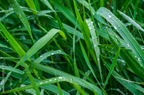 Grass with water drops on the leaves, rainy weather