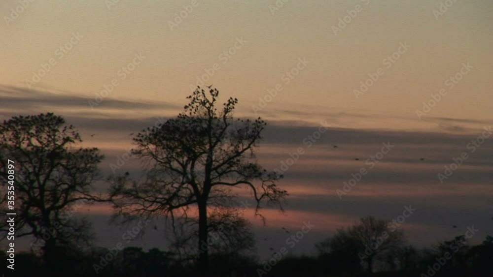 Crows and corvids flying in the evening winter sky over farmland of England UK Crows and corvids flying in the evening winter sky over farmland of England UK