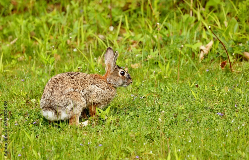 Wild rabit on the meadow. Natural scene from north America. Wild rabit on the meadow. Natural scene from north America.