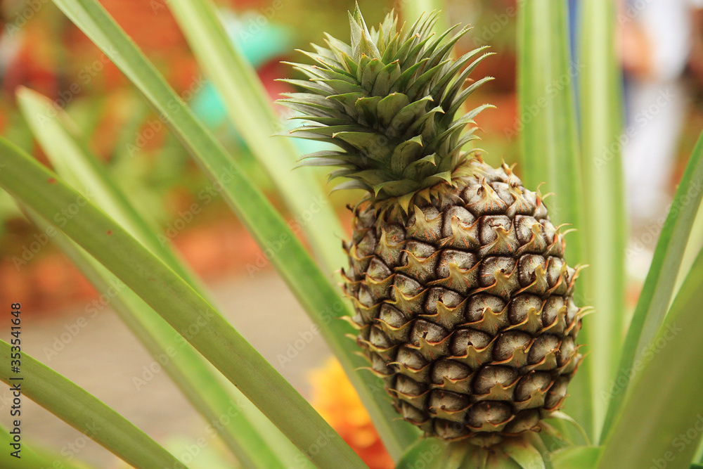 tropical pineapple growing in the garden tropical pineapple growing in the garden