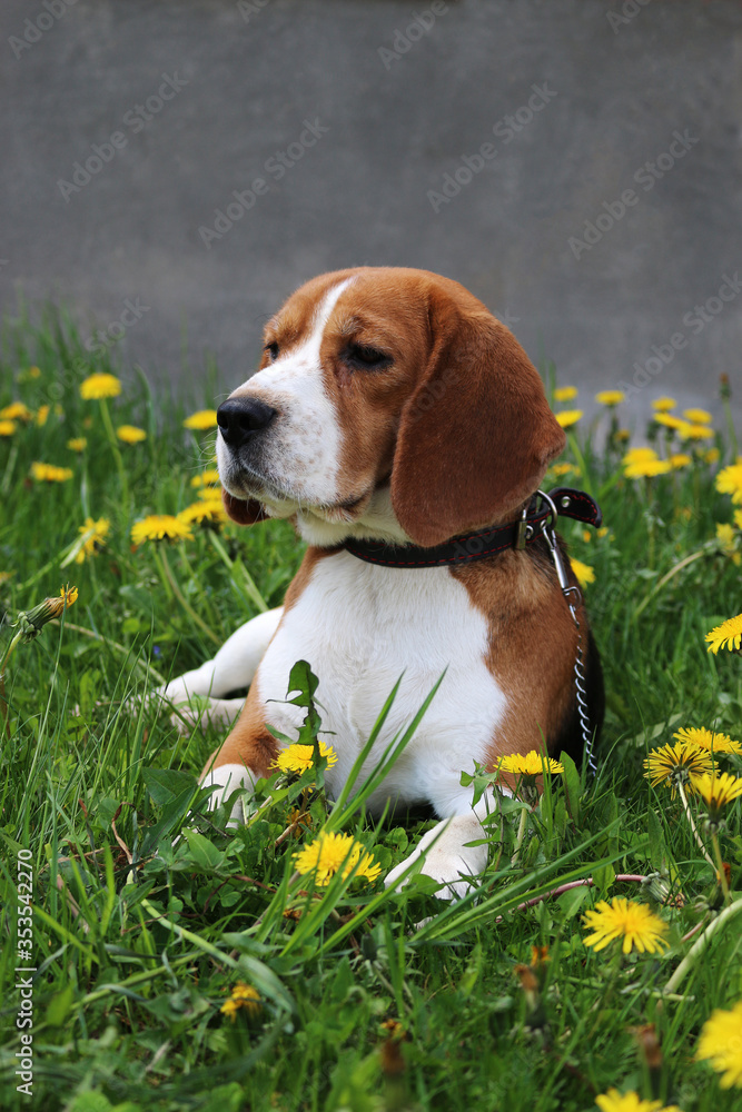 beagle dog lies in the grass