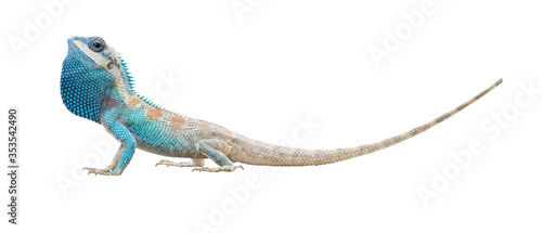 male lizard