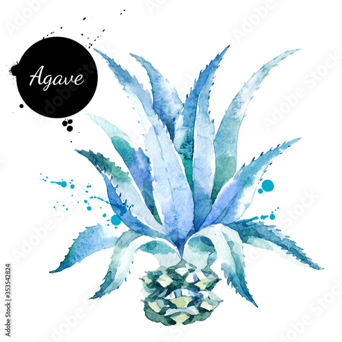 Watercolor hand drawn agave plant illustration. Vector painted sketch isolated on white background