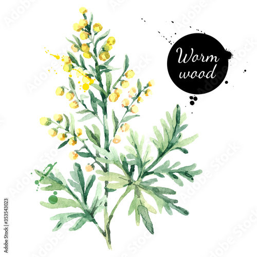 Hand drawn watercolor wormwood flower illustration. Painted sketch herbs for medicine, health products and homeopathy vector isolated on white background photo
