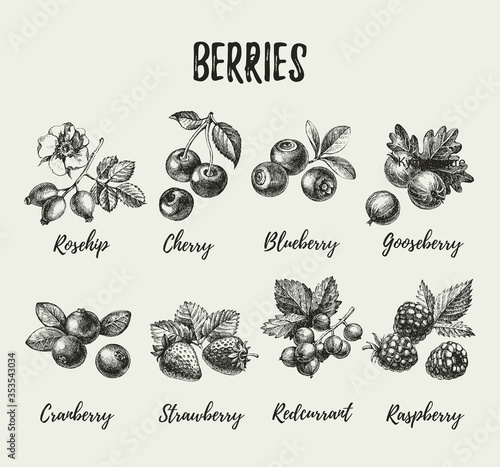 Hand drawn sketch berries set. Vector illustration of eco food