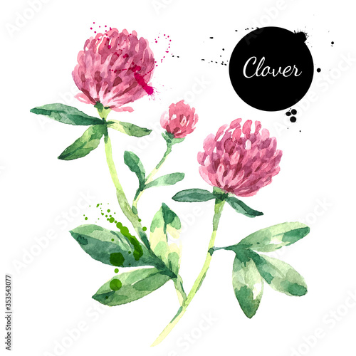 Hand drawn watercolor red clover flower illustration. Vector painted sketch trifolium pratense herbs botanical isolated on white background