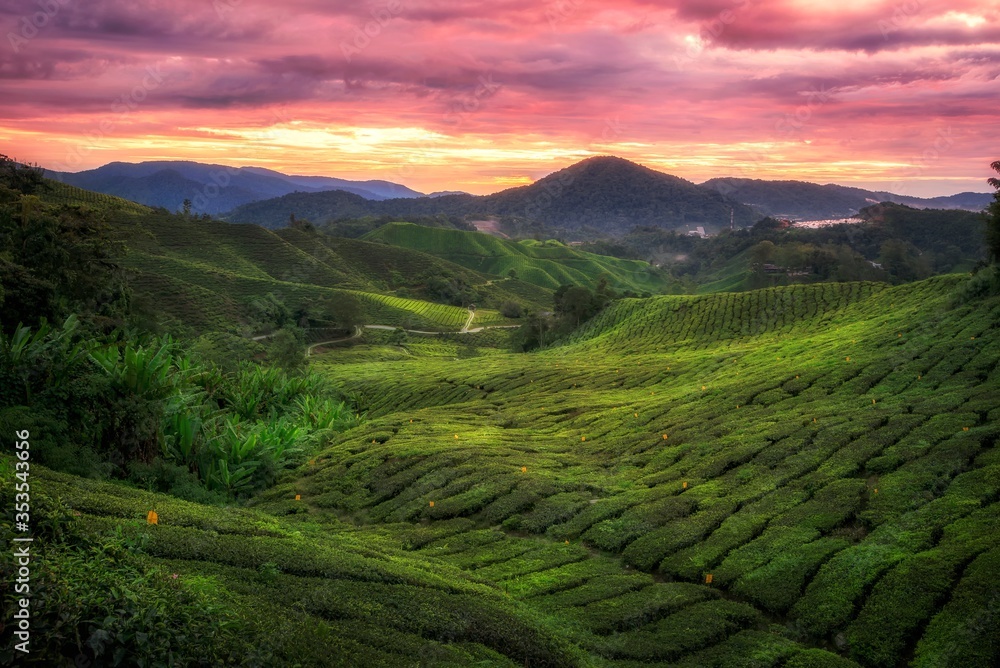 Tea plantation, Cameron highlands, malaysia