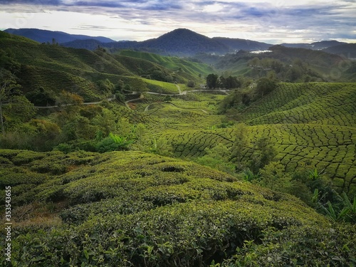 Wallpaper Mural Tea plantation, Cameron highlands, malaysia Torontodigital.ca
