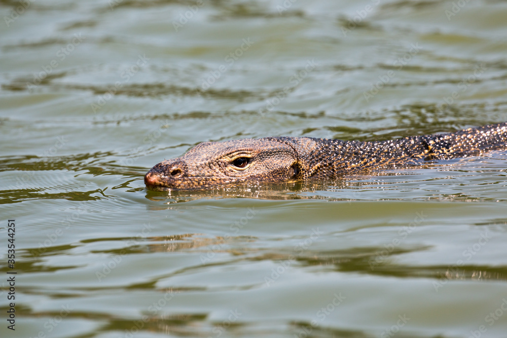 Monitor lizard (Varanus salvator) live in Lumpini park, Bangkok Monitor lizard (Varanus salvator) live in Lumpini park, Bangkok