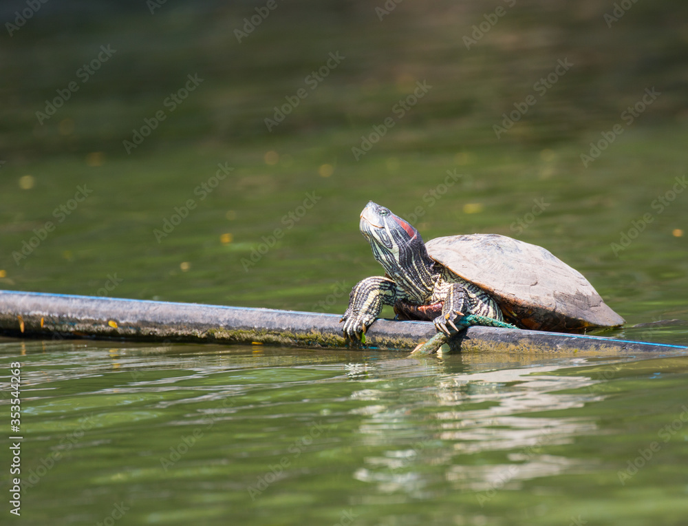 Fototapeta premium Turtle in Lumpini park, Bangkok