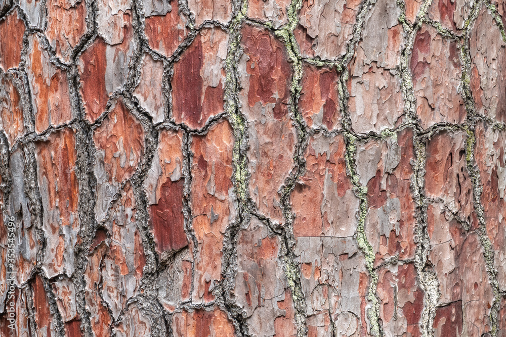 Bark of pine tree. Bark of pine tree.