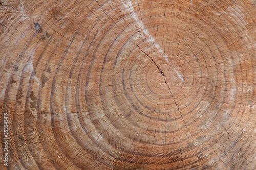 The texture of the cut trunk of an old tree with rings