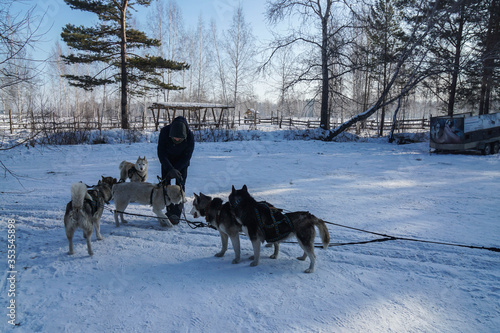 Irkutsk / Russia - February 19 2019: Siberian Husky dogs with farm owner in pine forest with winter season