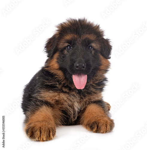 Fototapeta Naklejka Na Ścianę i Meble -  puppy german shepherd