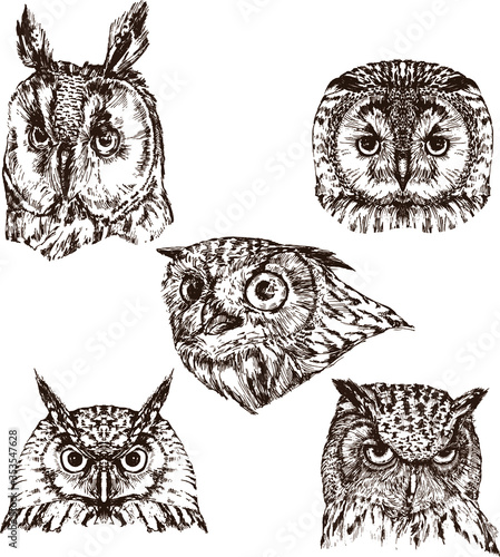 Set of hand drawn owl portraits, isolated on white, vector illustration