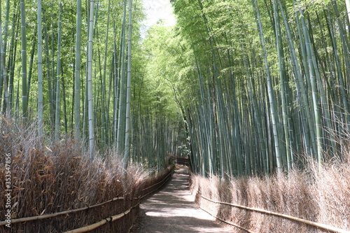 京都嵐山の竹林の小径 晴れた日