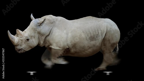 Rhinoceros running realistic animation. Isolated rhino video including alpha channel allows to add background in post-production. Element for visual effects.