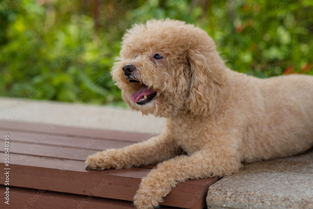 Dog poodle sit on bench