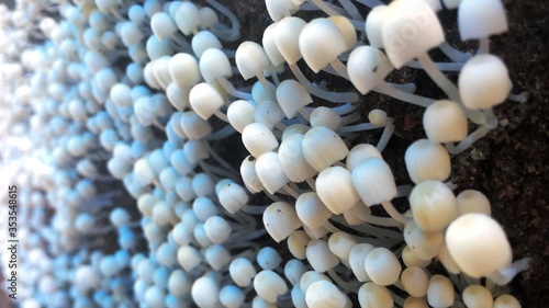 Beautiful Cluster of Mushrooms