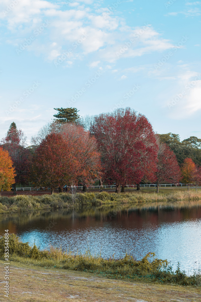 Red and orange autumn foliage at Centennial Park, Sydney. Red and orange autumn foliage at Centennial Park, Sydney.