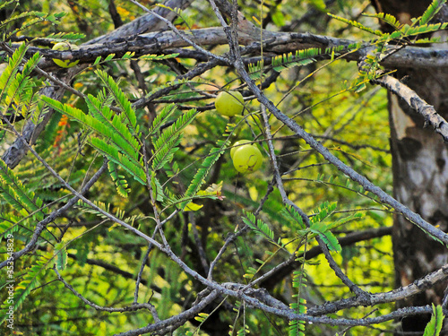 Indian Gooseberries or Amla fruit on the tree with green leaf
