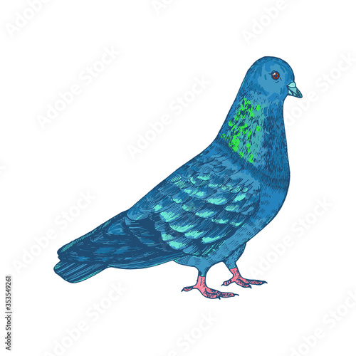 Hand drawn pigeon, isolated on white, vector illustration