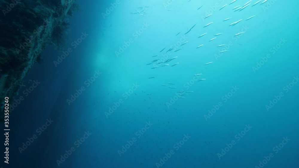 School of fish swimming in the blue ocean with corals on underwater posts. School of fish swimming in the blue ocean with corals on underwater posts.