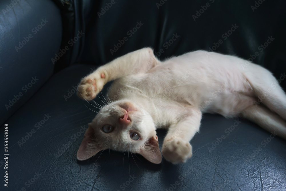 Sleepy White cat on a sofa grey. Fall weekend cozy and happy concept with animal. Sleepy White cat on a sofa grey. Fall weekend cozy and happy concept with animal.