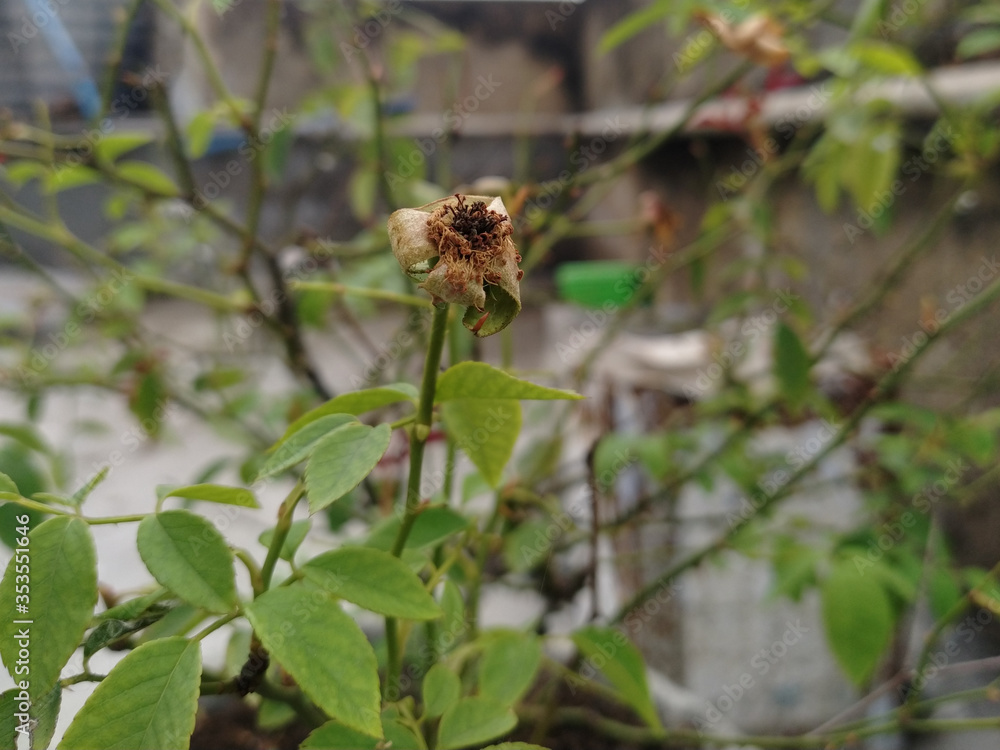 Naklejka premium dragonfly on a tree